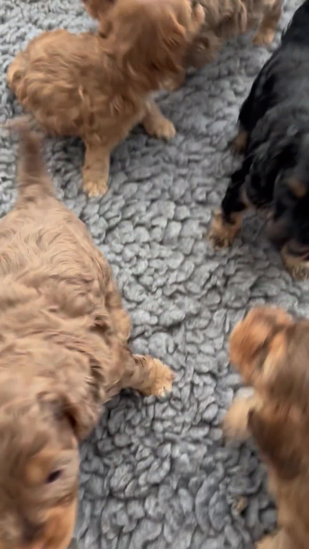Cockapoo dogs for sale: DNA CLEAR,Last 3 Outstanding Cockapoos puppies ❤️ - Video 1