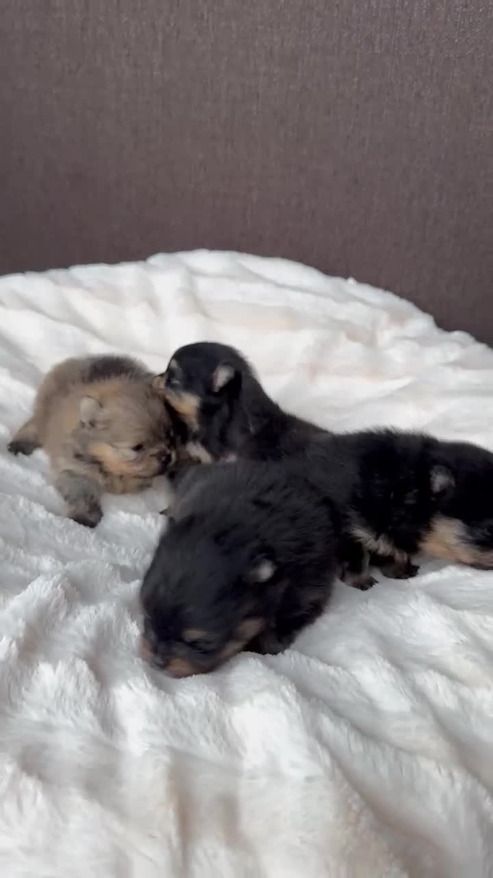 Pomeranian dogs for sale: ♥️ Adorable Pomeranian Puppies ♥️ - Video 2