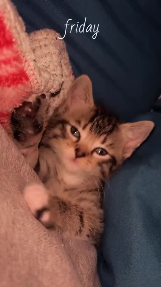 Mixed Breed cats for sale: Beautiful mixed breed blue eyes silver/grey tabby  - Video 3