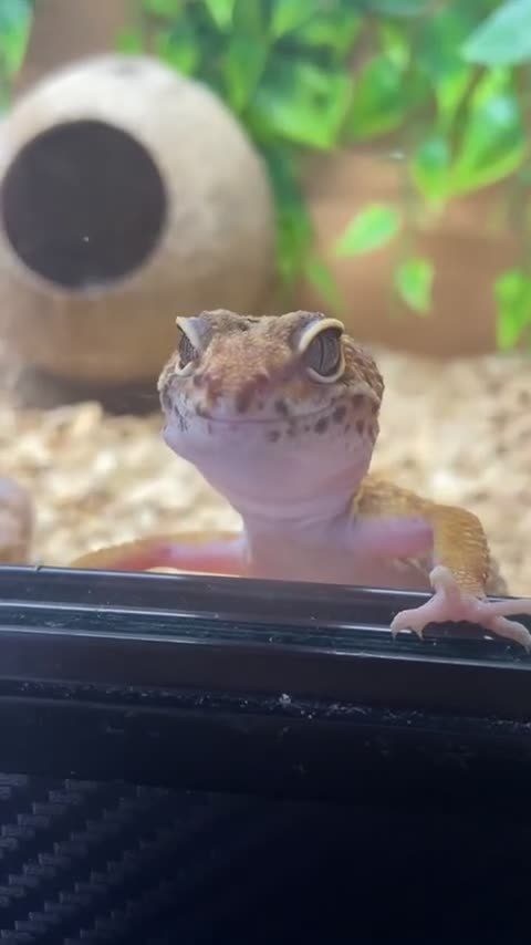 Bearded Dragon reptiles for sale: bearded dragon& leopard gecko with full set ups - Video 1