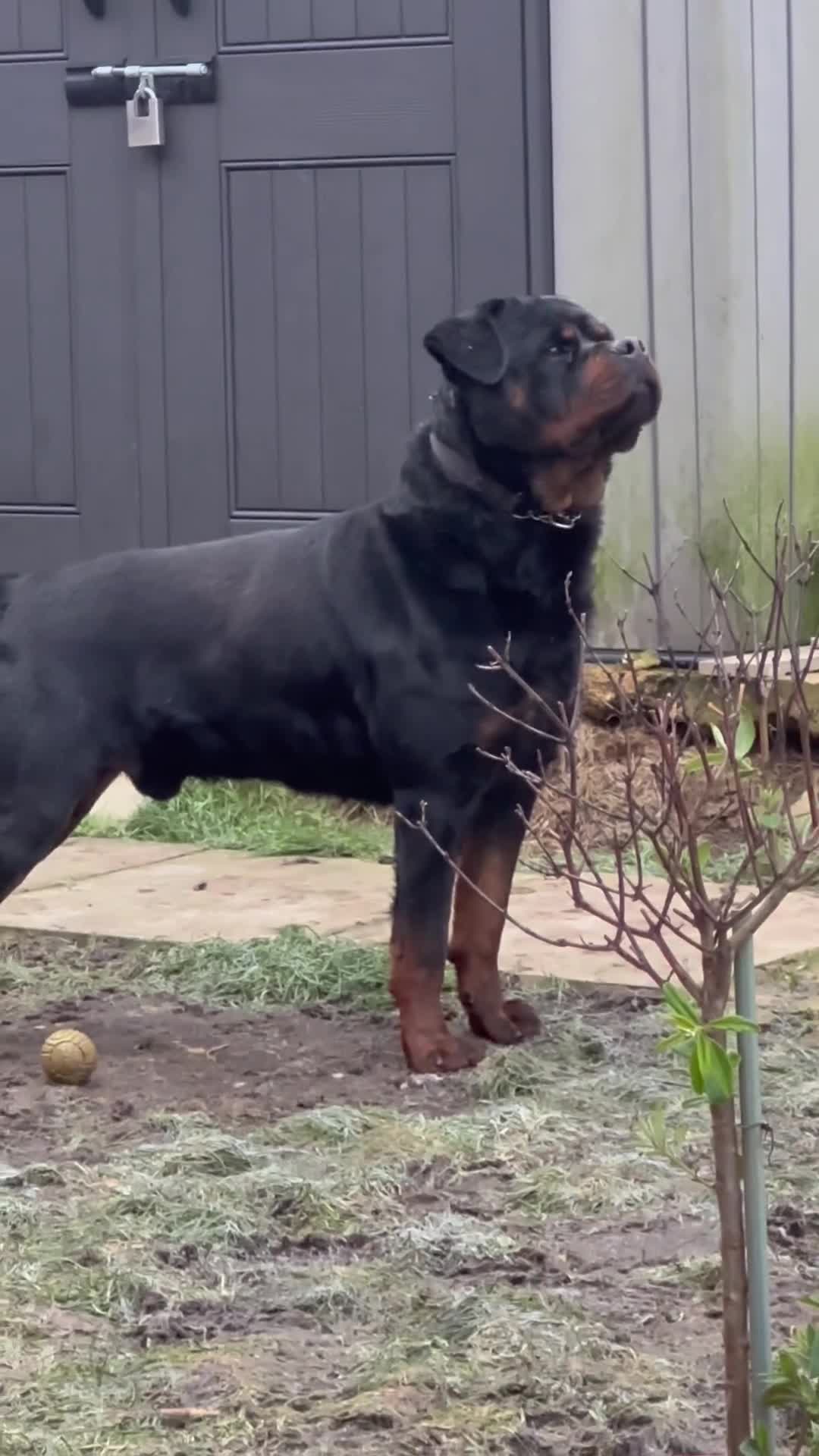 Rottweiler dogs for stud: Rottweiler  - Video 1