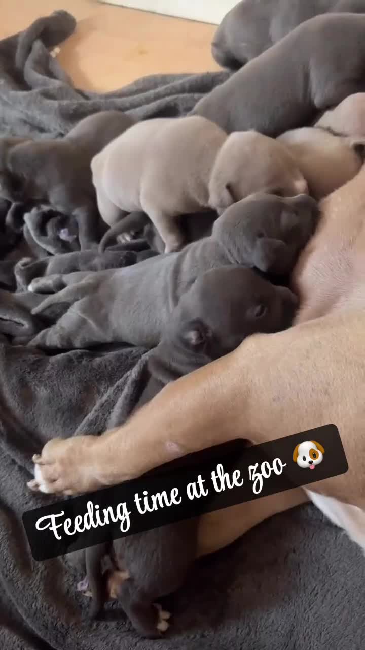 Miniature Bull terrier dogs for sale:  ✨ONLY 2 GIRLS LEFT✨£600 ONO✨ - Video 1