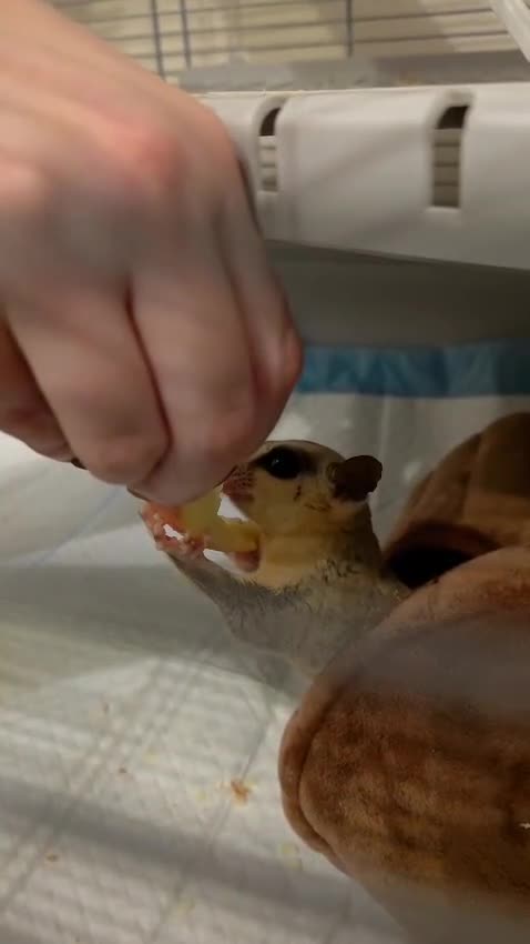 Sugar Glider rodents for sale: 4 Sugar gliders with 2 cages and accessories - Video 1