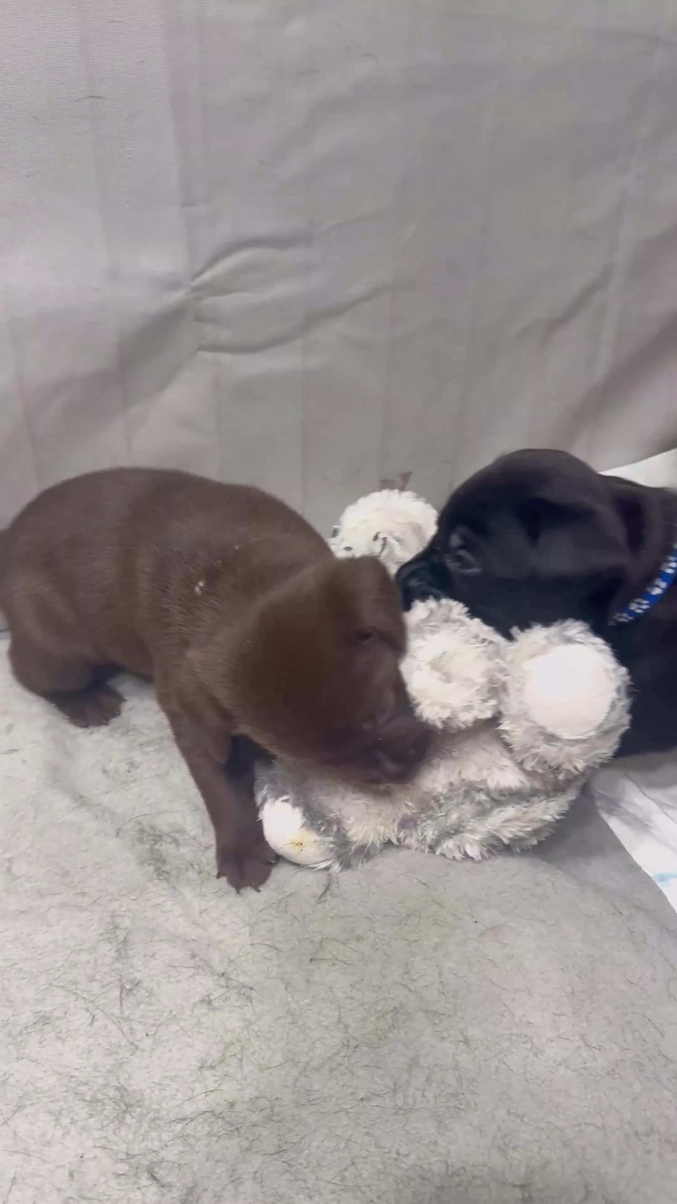 Labrador Retriever dogs for sale: Beautiful Labrador puppies for sale🥰 - Video 1