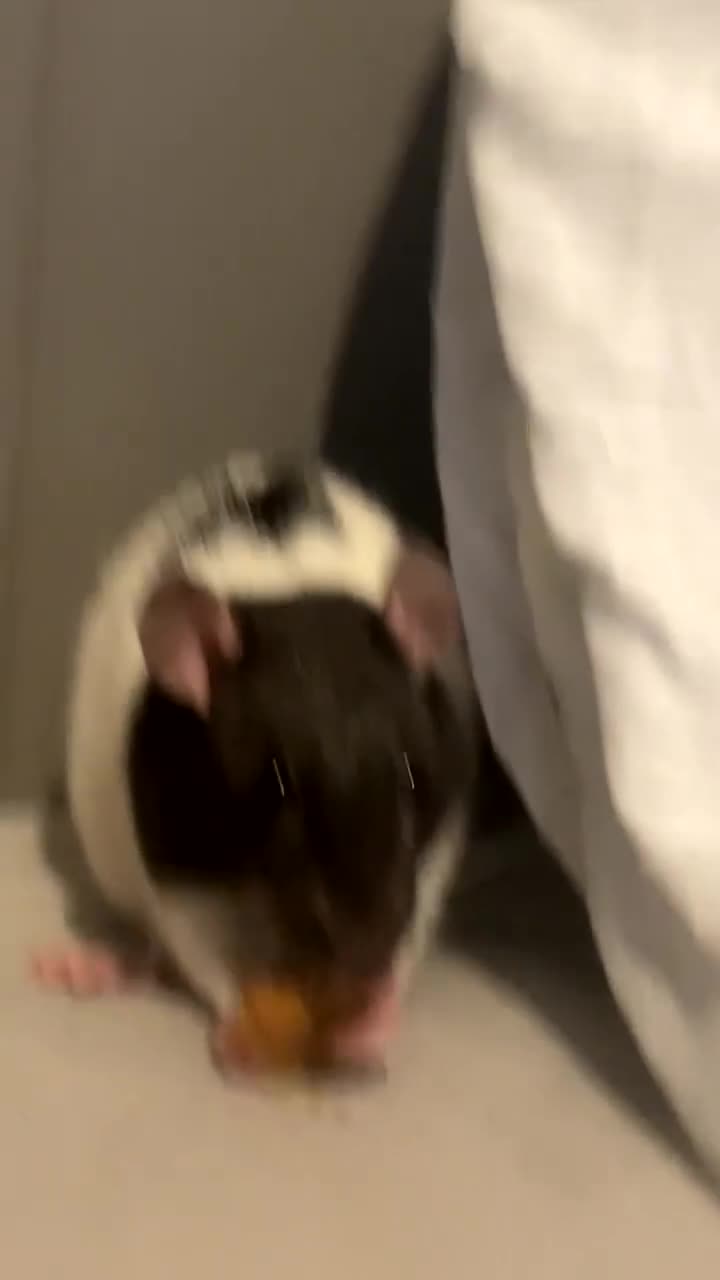 Rat rodents for sale: 3 female rats in Stockport - Video 2