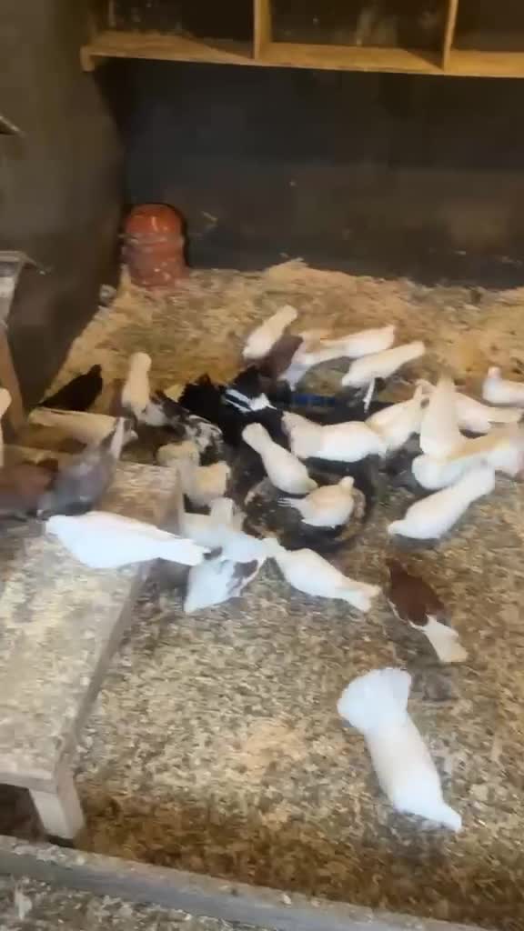Pigeons birds for sale: Pure white doves & fantail  - Video 2