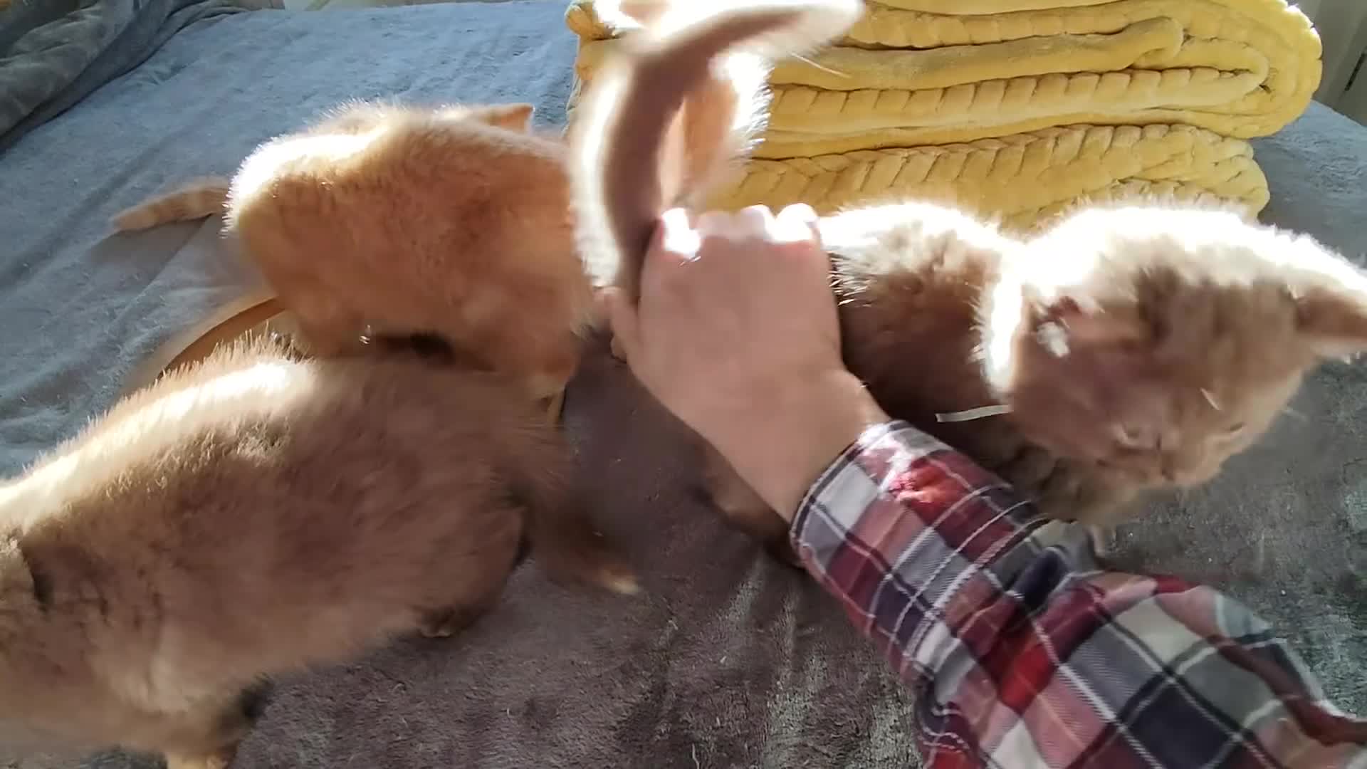 British Shorthair cats for sale: Cinnamon, Lilac & Ginger TICA Reg - Video 2