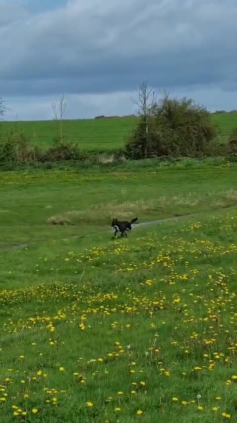 Mixed Breed dogs for adoption: Mickey in Highbridge - Video 2