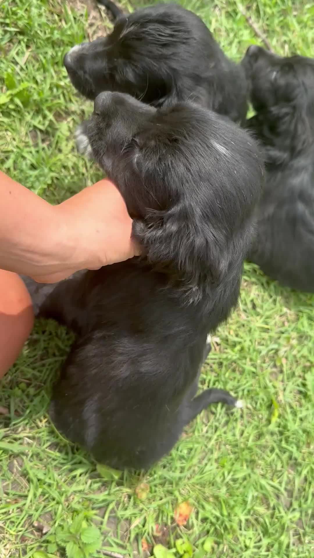 Cocker Spaniel dogs for sale: 3 cocker spaniel pups for sale  - Video 3