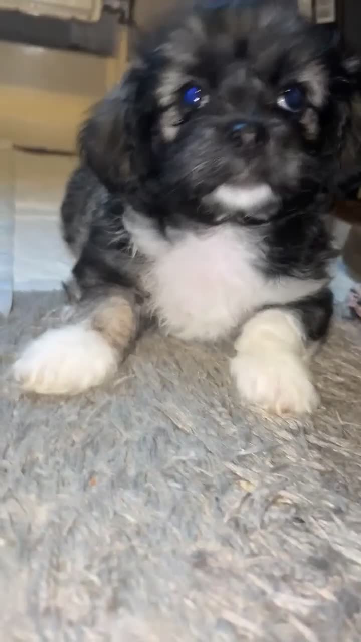 Mixed Breed dogs for sale: Stunning Chinese Crested X Shih Tzu - Video 2