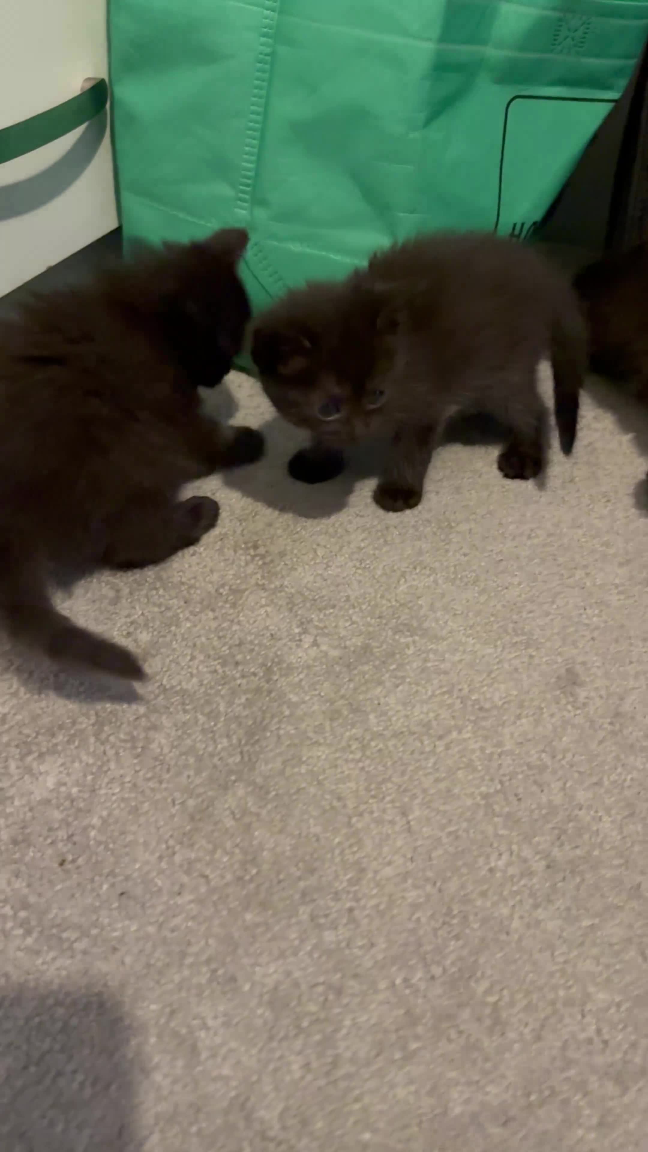 British Longhair cats for sale: Beautiful longhair kittens for SALE! - Video 1