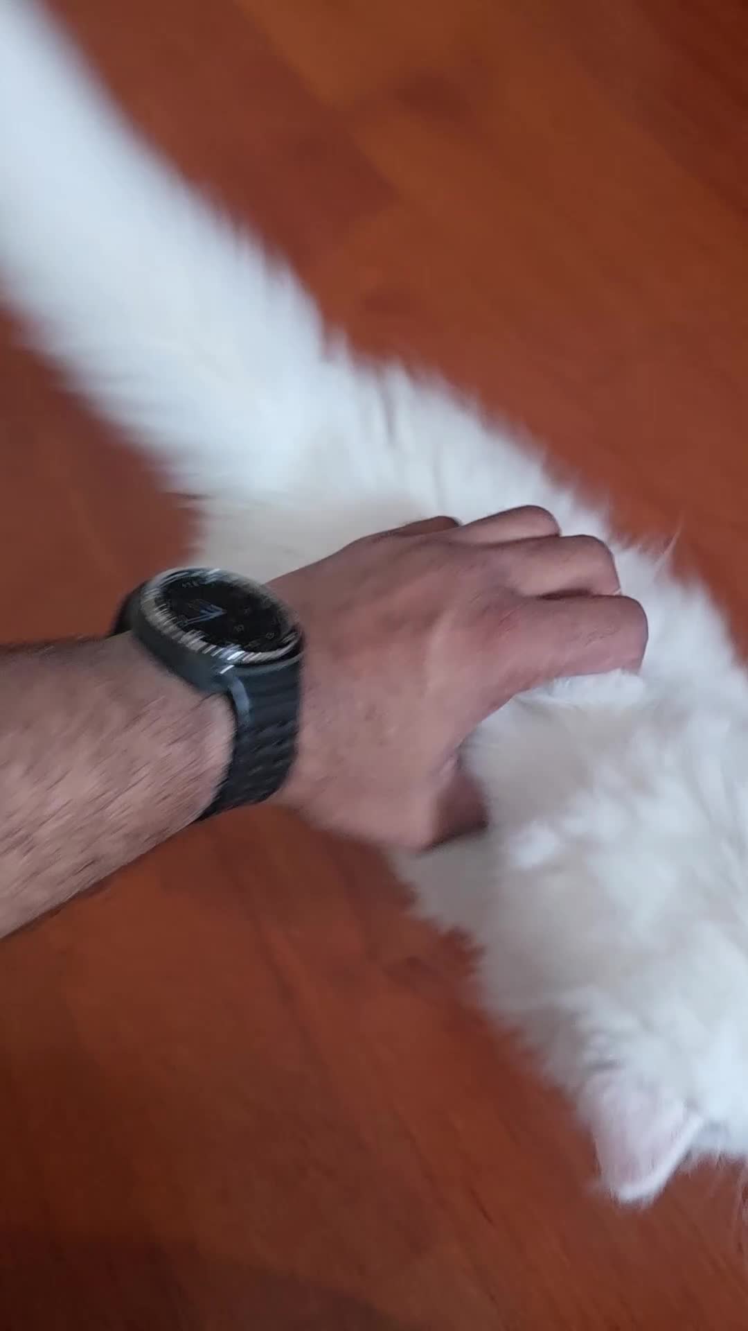 Persian cats for sale: 2 white lovely Persian female kittens  - Video 1