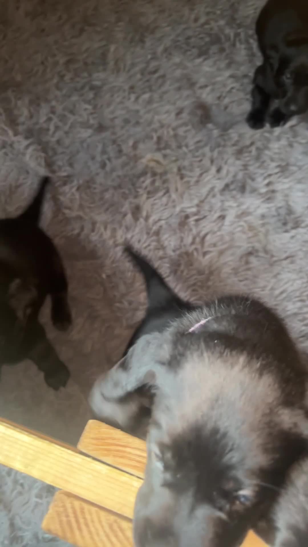 Labrador Retriever dogs for sale: Black Labrador pups for sale  - Video 3