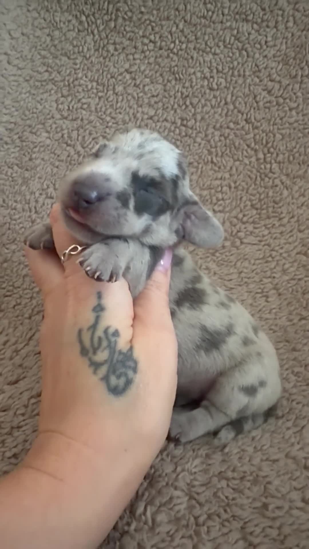 Miniature Dachshund dogs for sale: Beautiful KC Registered Miniature Dachshund Pups  - Video 1