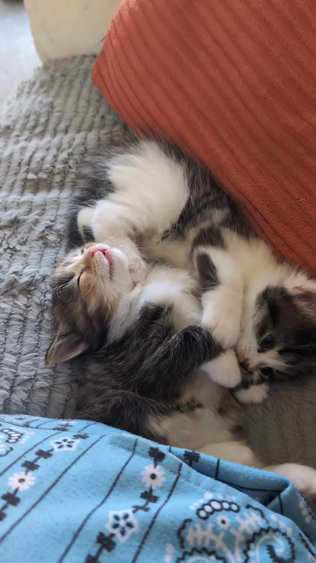 Mixed Breed cats for sale: 4 beautiful kittens for sale  - Video 1