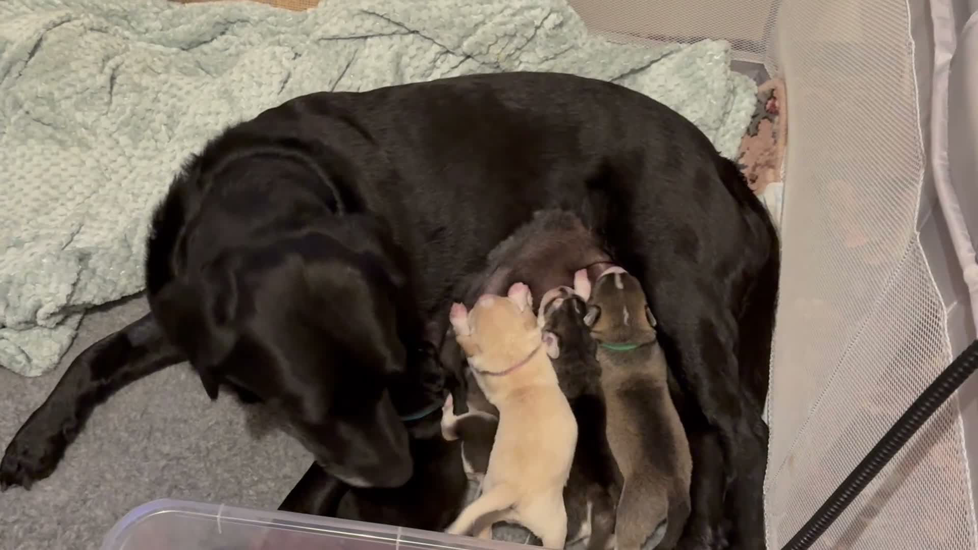 Mixed Breed dogs for sale: Labrador x Husky  - Video 3