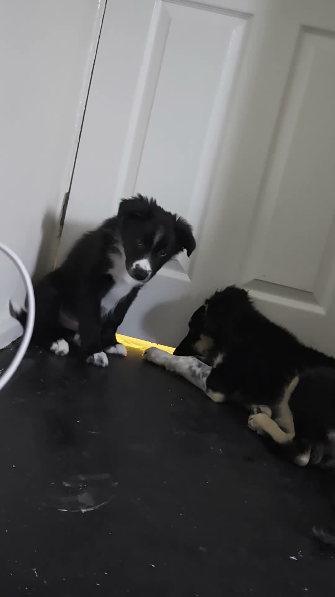 Border Collie dogs for sale: 14 week old male border collie puppy  - Video 1
