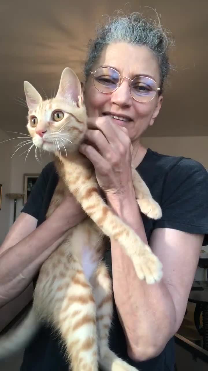 Mixed Breed cats for adoption: ARTHUR -6 M KITTEN CHEEKY MONKEY HIGH ENERGY  - Video 1