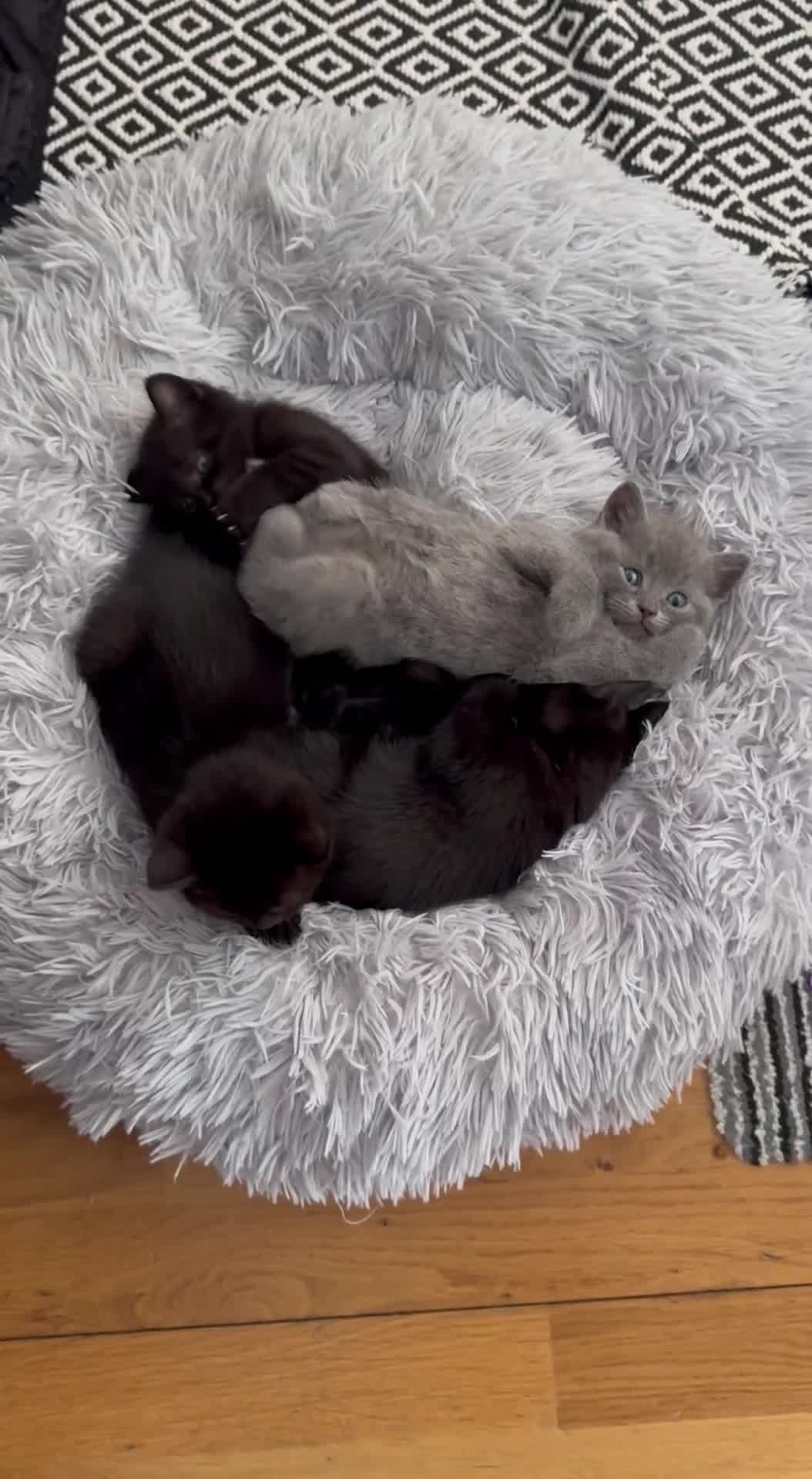 British Shorthair cats for sale: 🐾✨ 4 Tiny Superstars ✨🐾 - Video 2