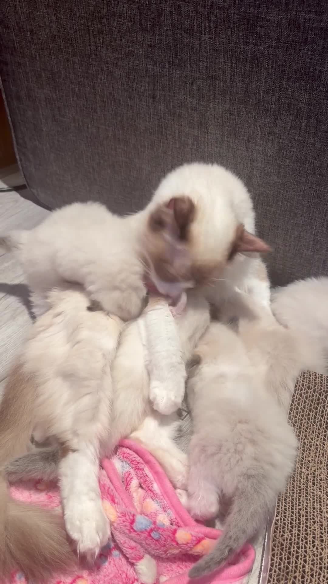 Ragdoll cats for sale: 🤍Pure Breed Ragdolls-last bicolour boy left 🤍 - Video 4