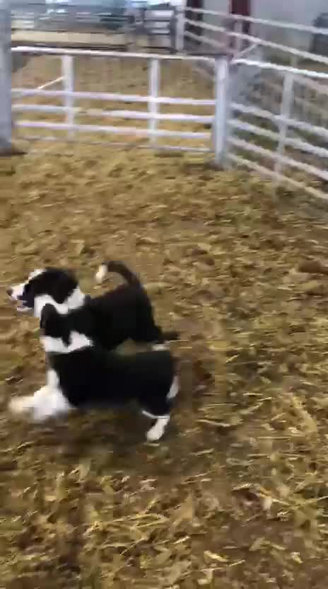 Border Collie dogs for sale: Border collie - Video 1