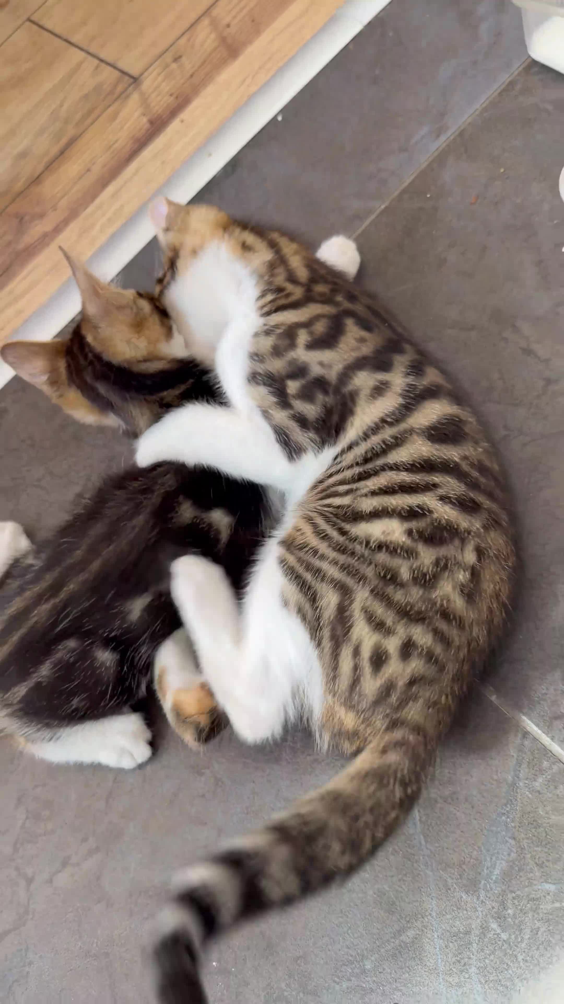 Mixed Breed cats for sale: Gorgeous Mixed Bengal Kittens - Video 2