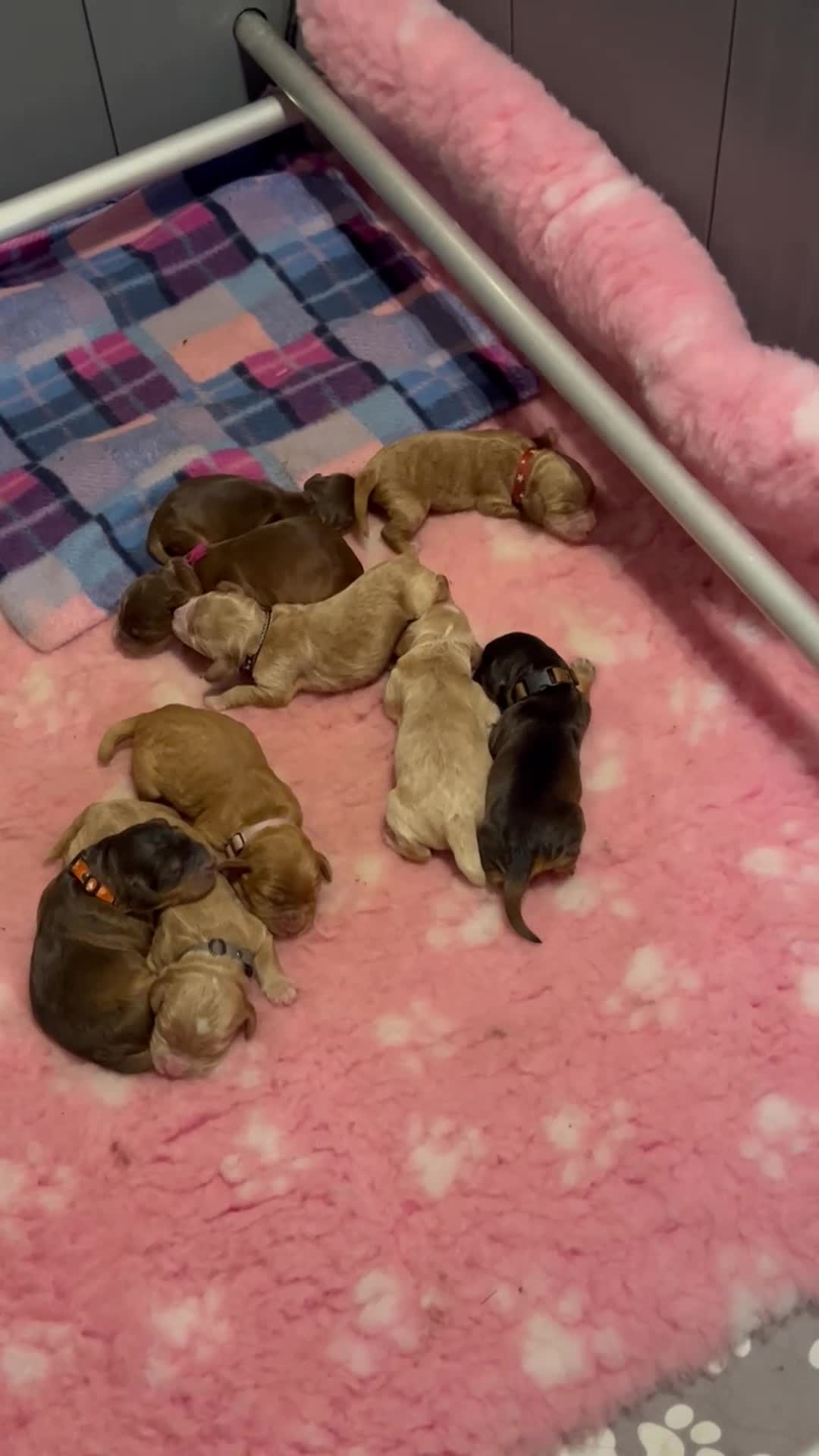 Cockapoo dogs for sale: Beautiful F1 Cockapoos DNA health tested parents.  - Video 2