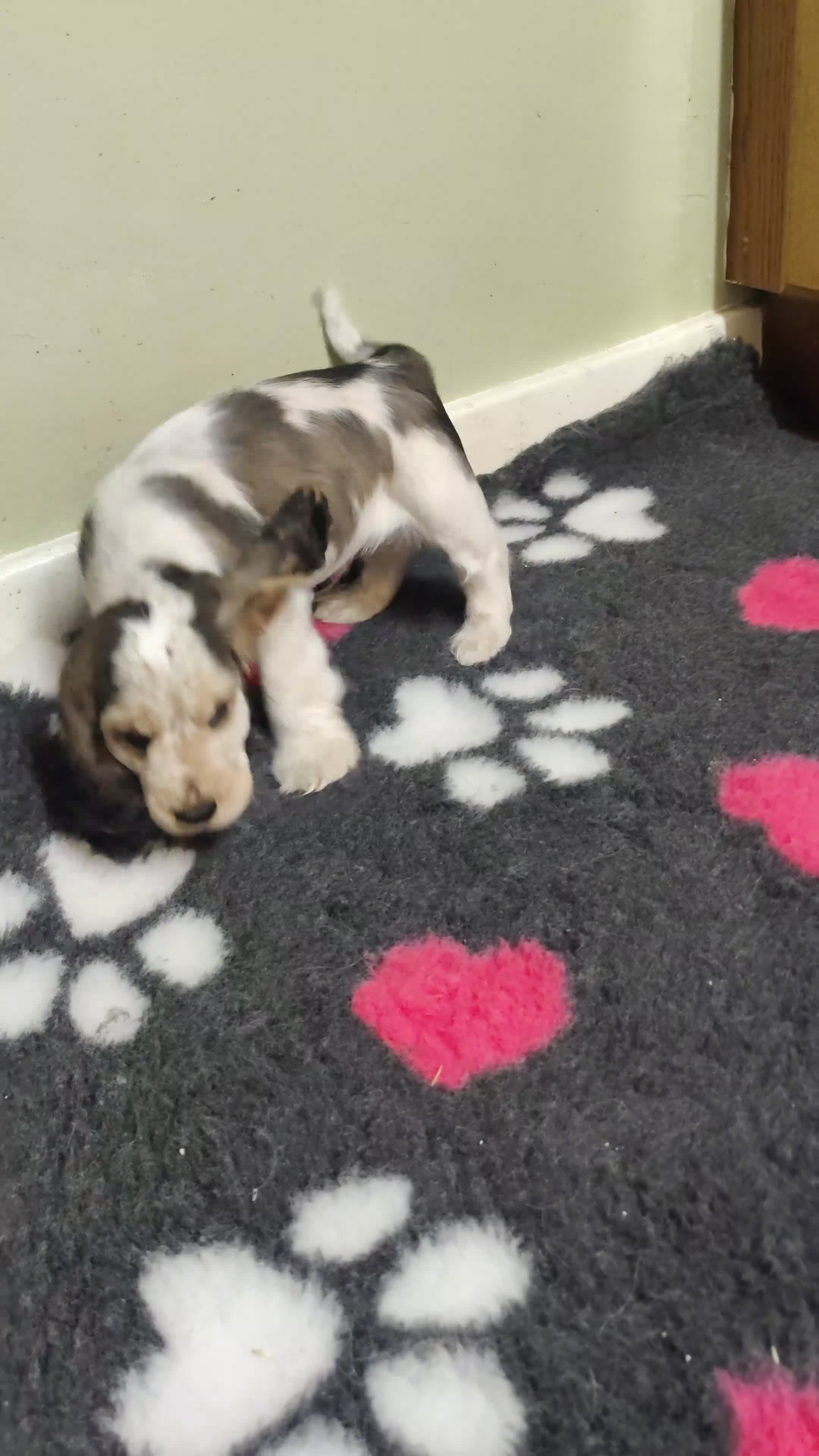 Cocker Spaniel dogs for sale: KC Registered Show Type Cocker Spaniels  - Video 1