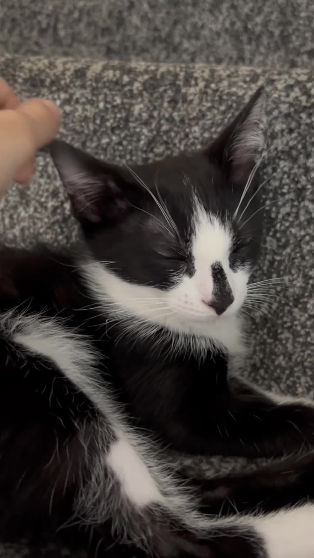 Mixed Breed cats for sale: 2 Adorable kittens  - Video 2