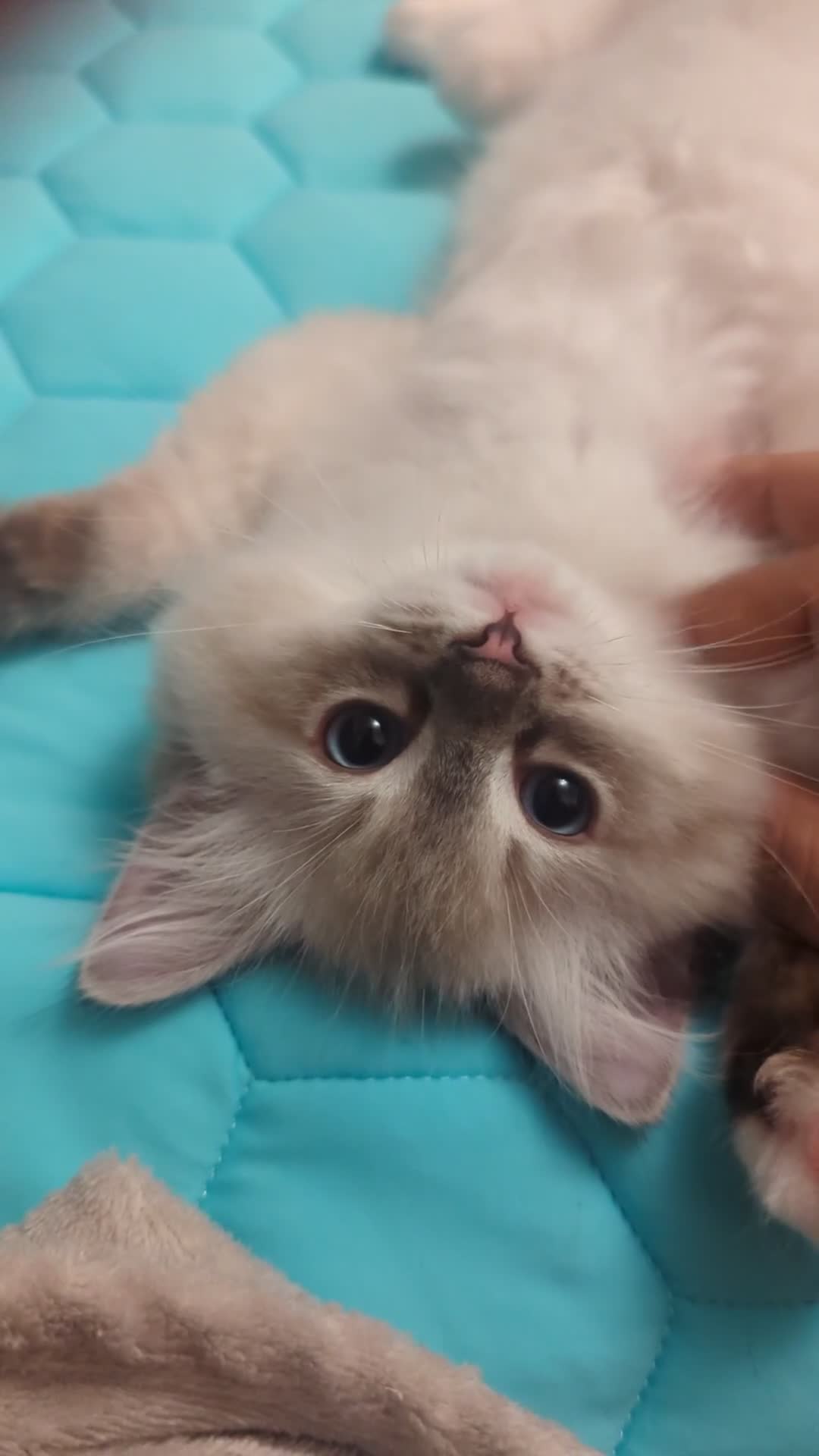 Ragdoll cats for sale: GCCF Full Pedigree Ragdoll Kittens - Video 1