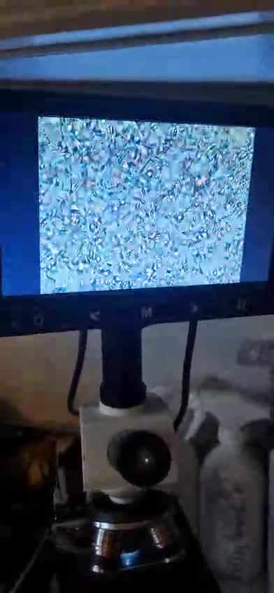 Bull Terrier dogs for stud: English bull terrier Crufts Qualifier  in Croydon - Video 1