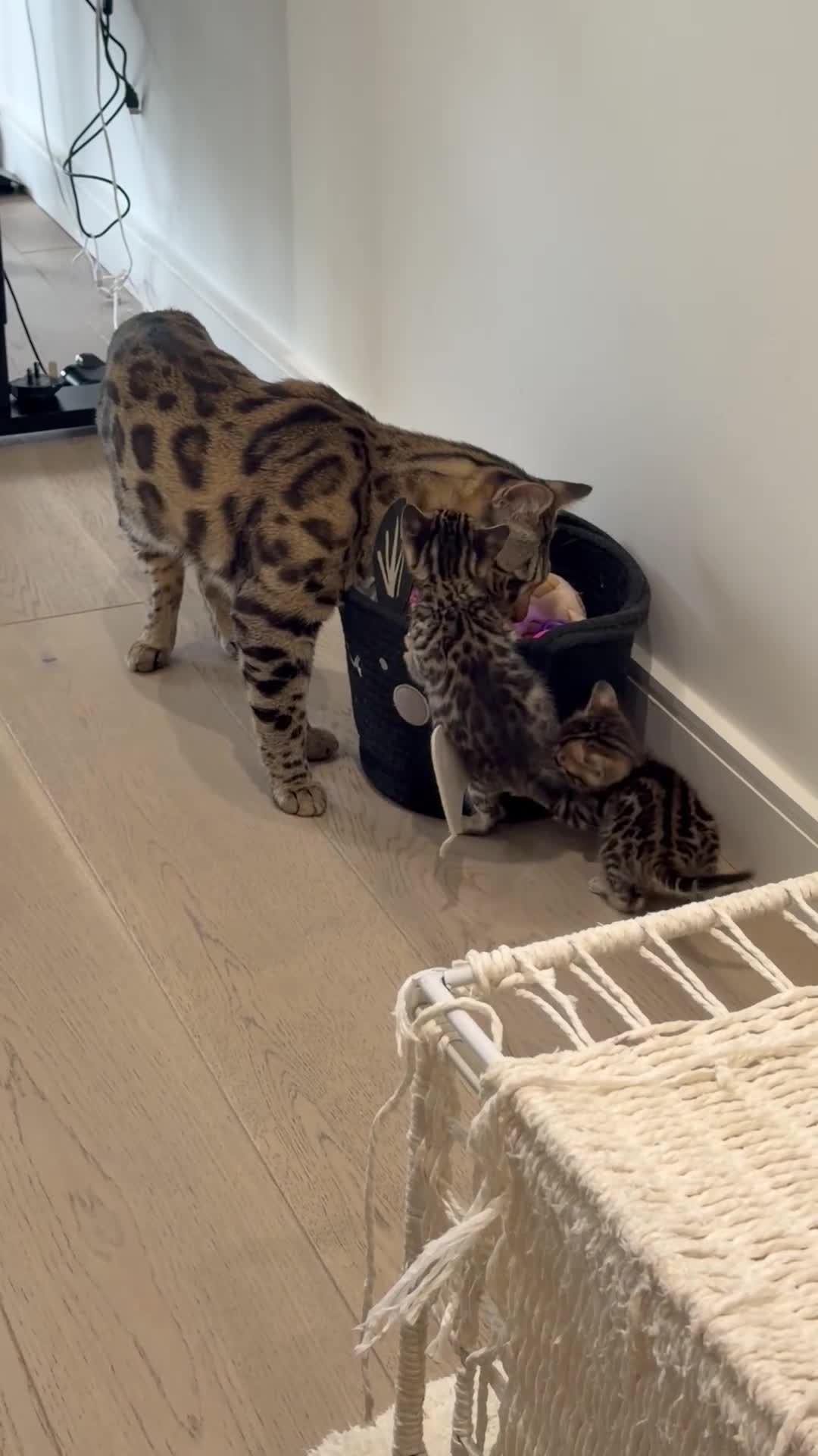 Bengal cats for sale: For Sale: 4 Bengal Kittens & 1 Female – Beautiful  - Video 1