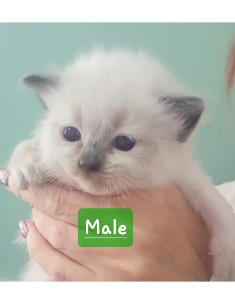 Ragdoll cats for sale: 🐱 Beautiful Ragdoll Kittens For Sale 🐱 - Video 1