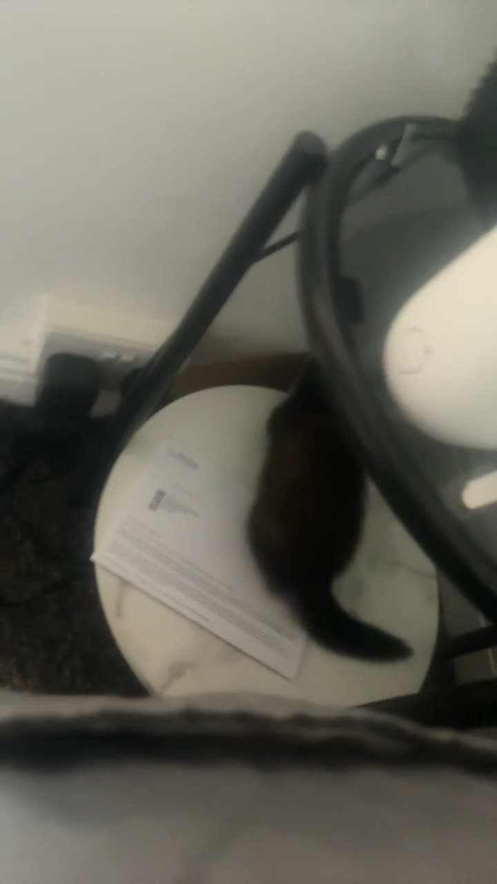 Ferret rodents for sale: Jill ferret  in Worksop - Video 2