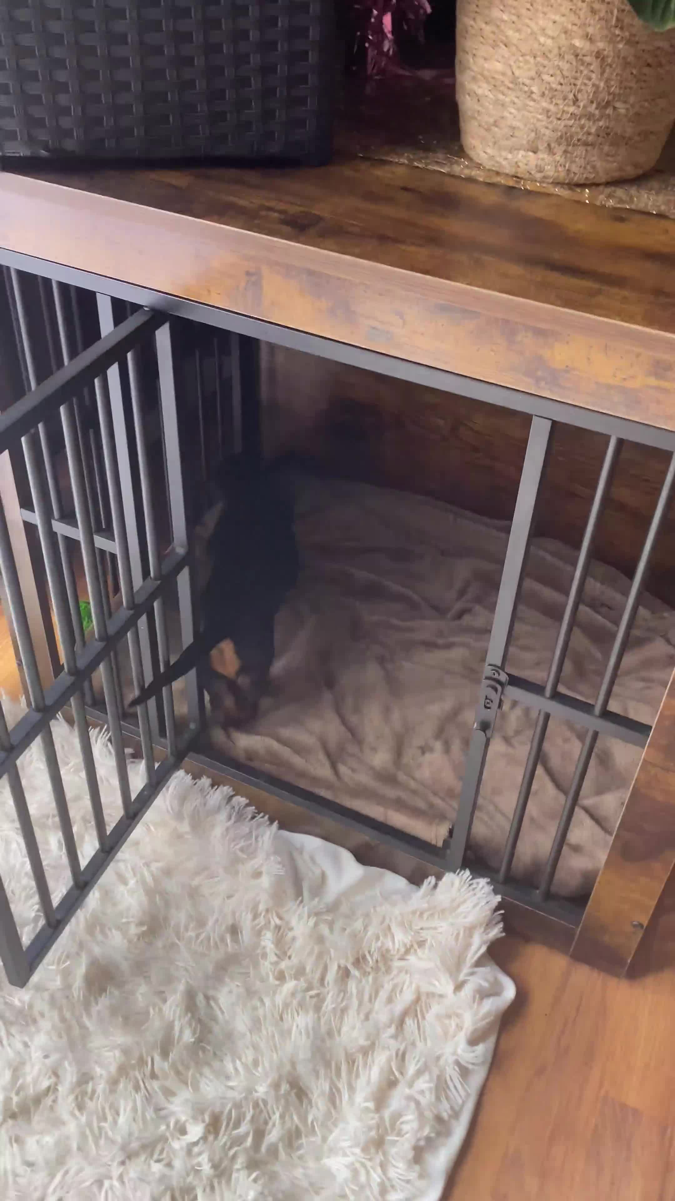 Dachshund dogs for sale: SOLD  - Video 2