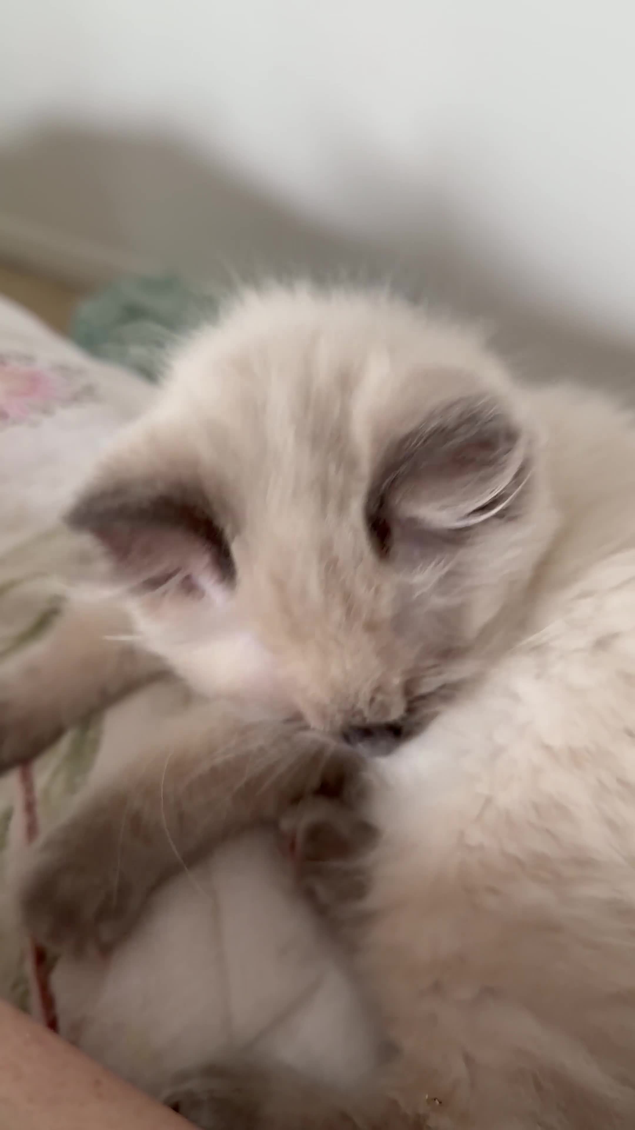 Ragdoll cats for sale: GCCF Ragdoll pedigree kittens blue point  - Video 1