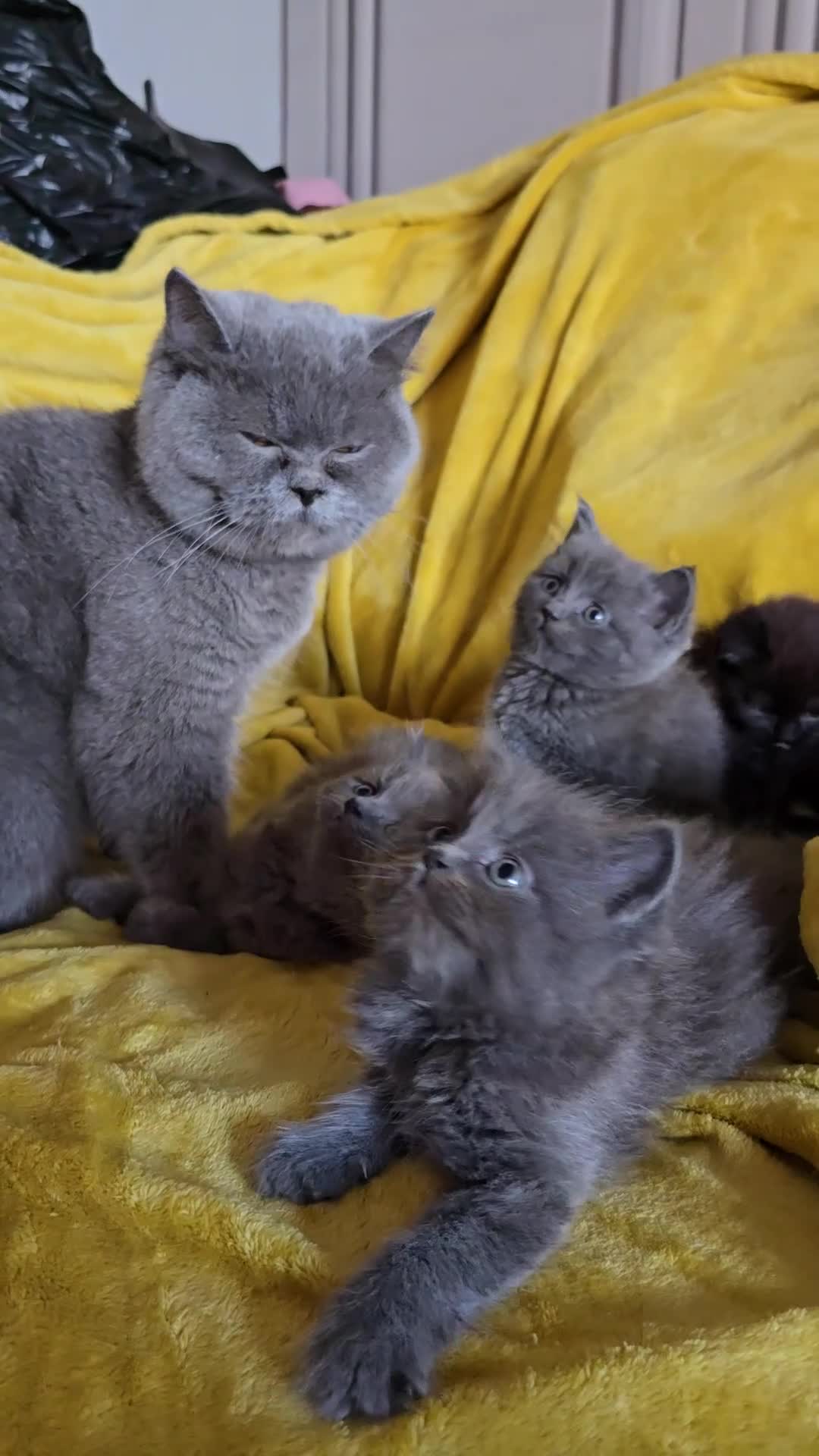 British Shorthair cats for sale: Gorgeous half British short-hair kittens - Video 1