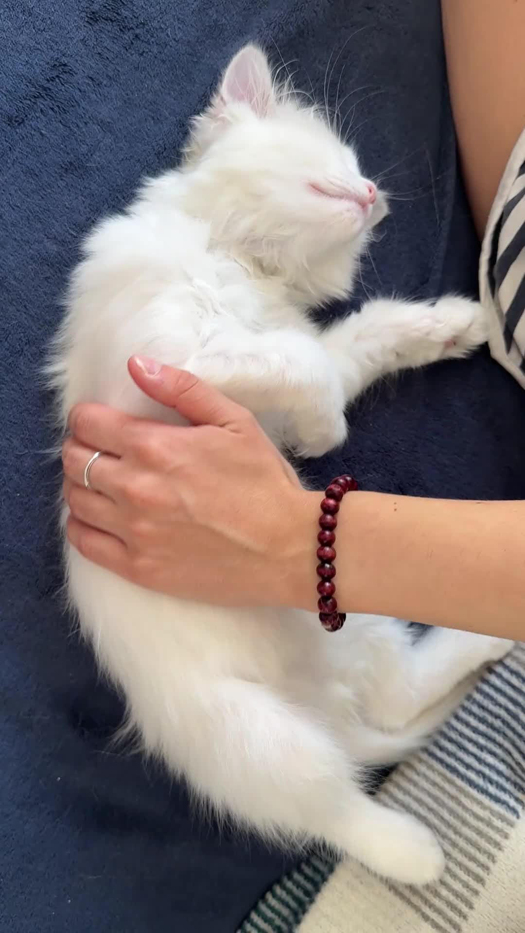 Ragdoll cats for sale: 3 Ragdoll kittens, two boys left - Video 1
