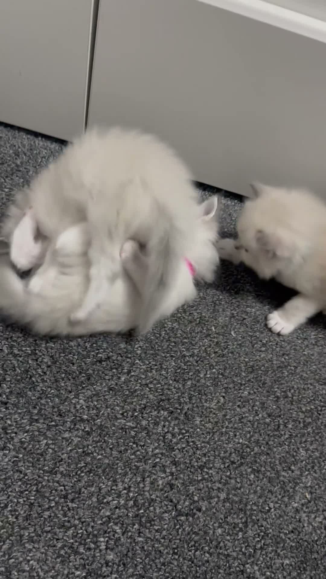 Ragdoll cats for sale: Ragdoll kittens  in Edinburgh - Video 1
