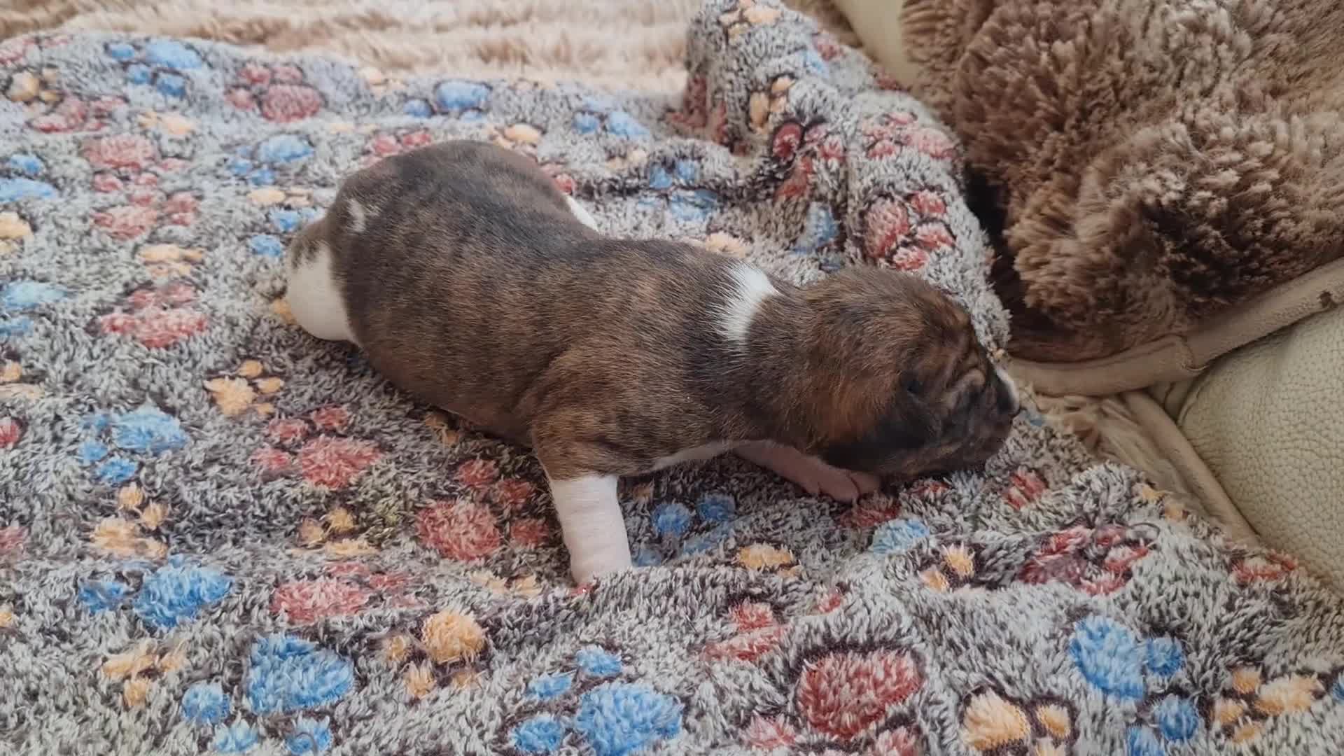 Basenji dogs for sale: ✨ Purebred Basenji Puppies all reserved now!✨ - Video 2