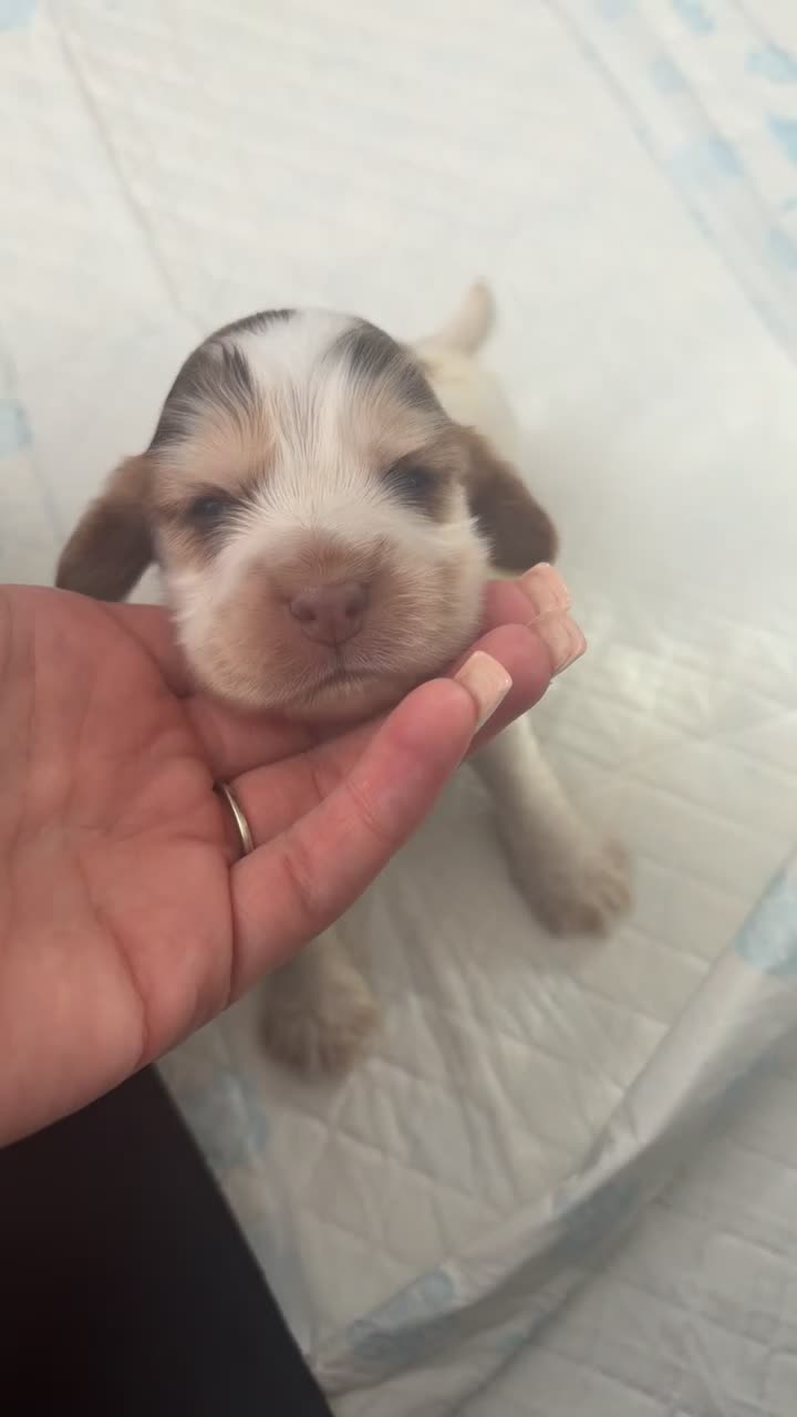 Cocker Spaniel dogs for sale: ⭐️⭐️⭐️⭐️kc registered show cocker spaniels⭐️⭐️⭐️⭐️ in Stockton-on-Tees - Video 3