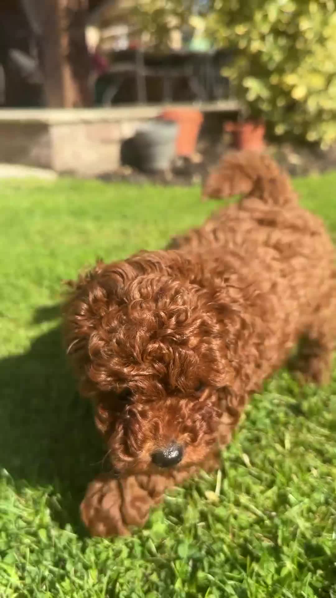 Toy Poodle dogs for sale: Last Girl and Boy Asian/toy poodle DNA tested - Video 1