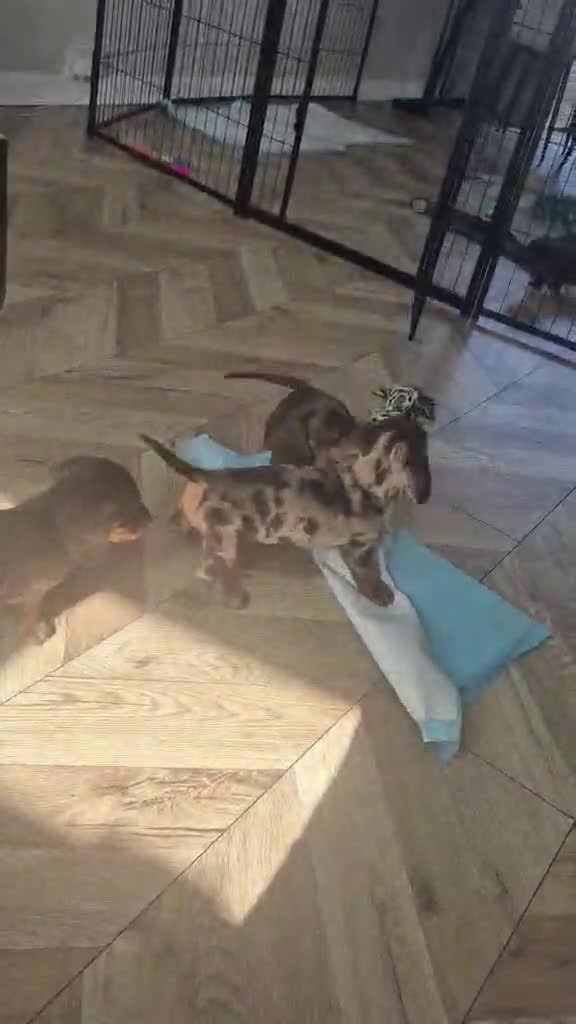 Miniature Dachshund dogs for sale: Miniature Dachshunds  - Video 1