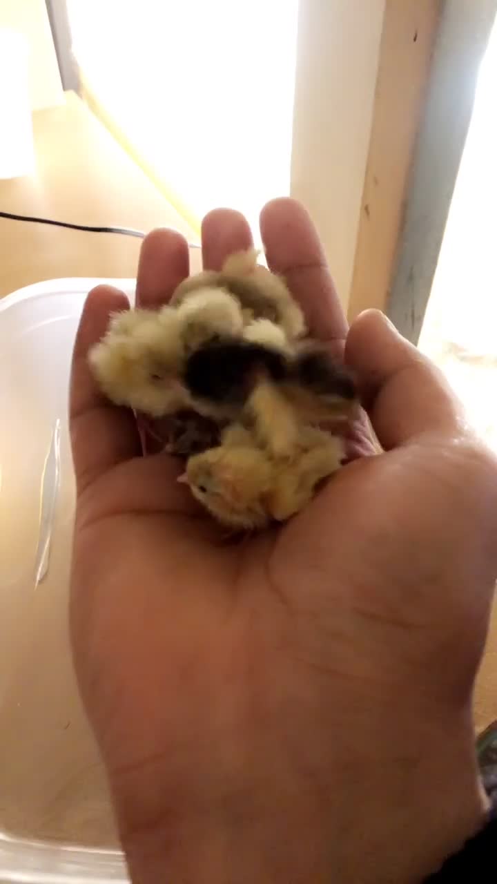 Quail poultry for sale: Chinese painted quail hatching eggs in Bradford - Video 4