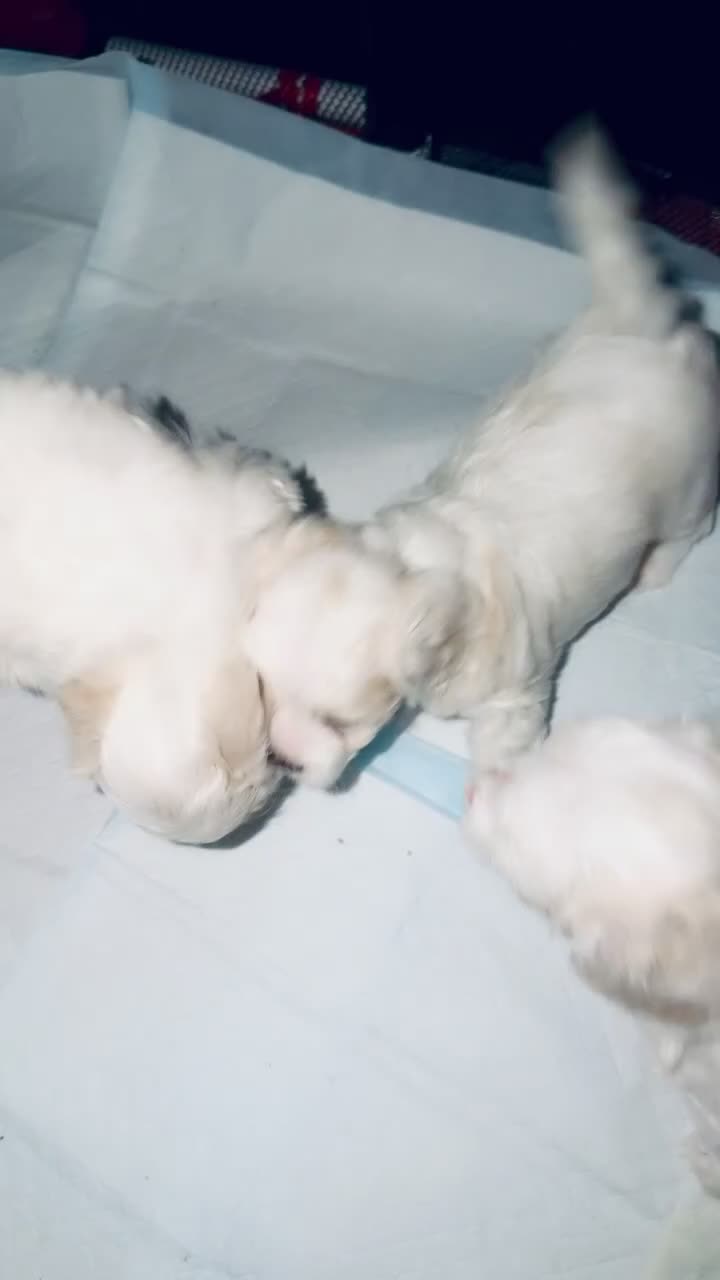 Bichon Frise dogs for sale: 4 Bichon Frisé puppies looking for their new home - Video 3