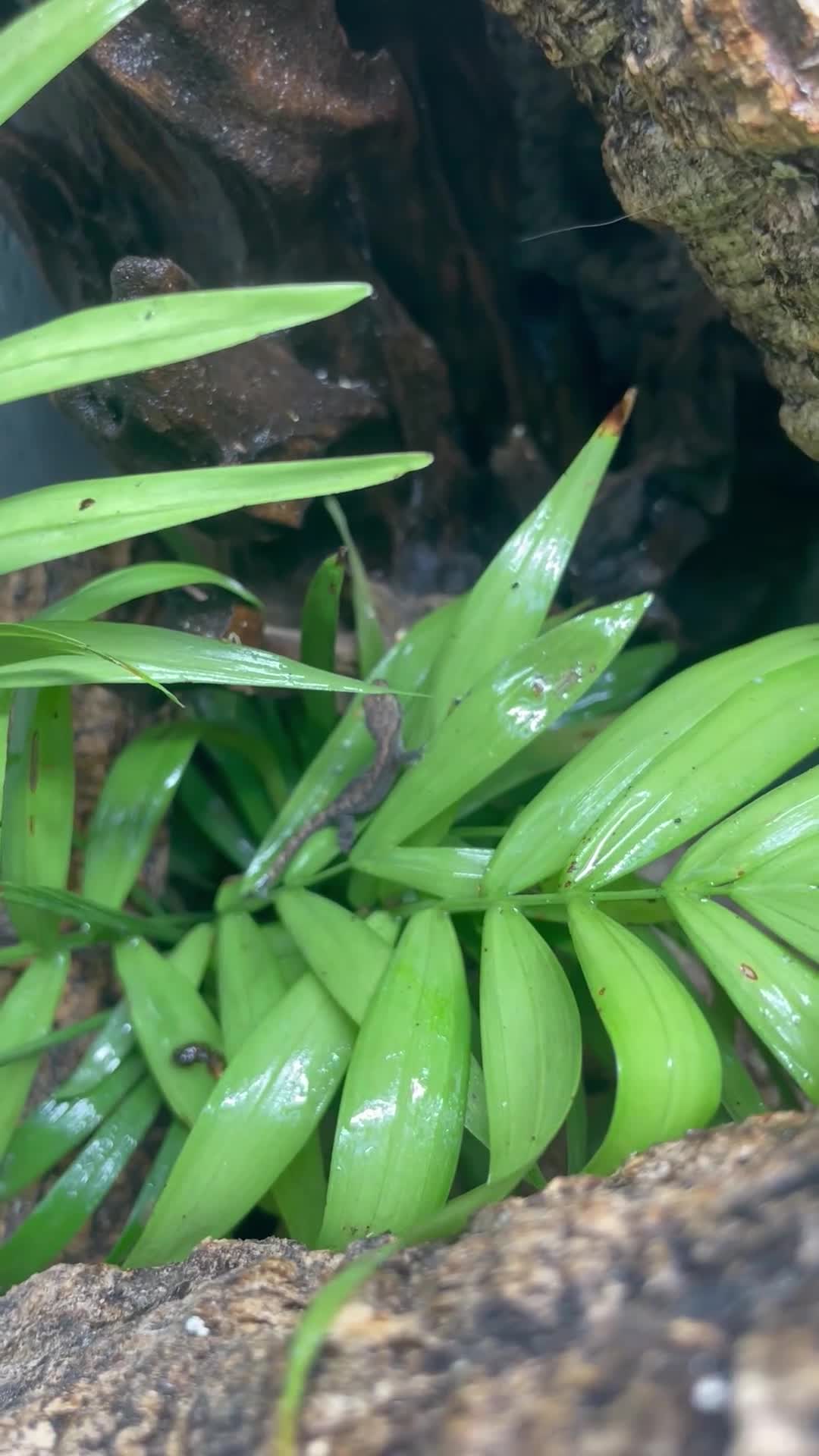 Gecko reptiles for sale: Mourning gecko enclosure and sand gecko enclosure  - Video 1