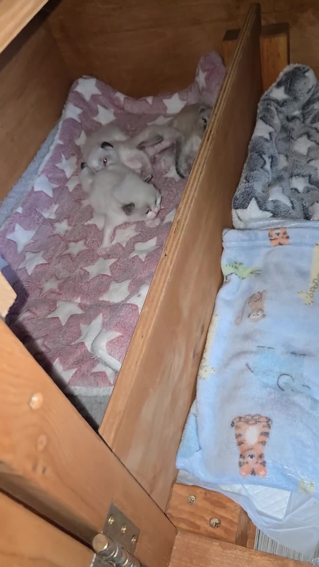 Ragdoll cats for sale: Gorgeous Pedigree chunky ragdolls - Video 3