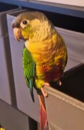 Conures birds for sale: Baby conure in Gosport - Video 1