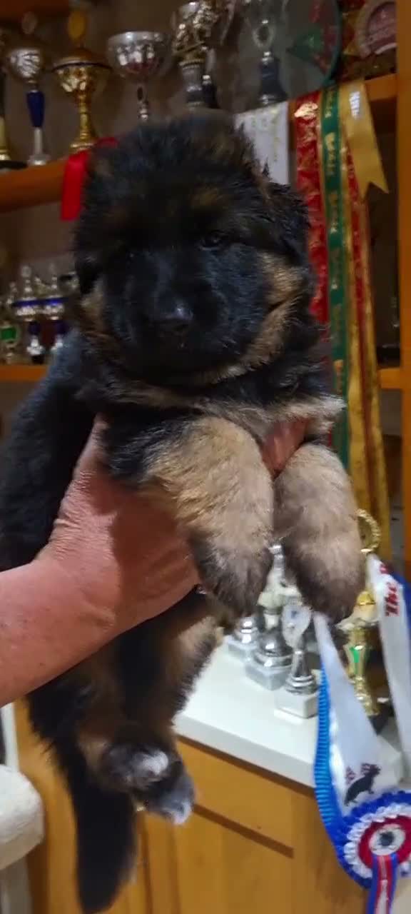 German Shepherd dogs for sale: Exceptional litter for sale, Superb Bloodlines  - Video 2