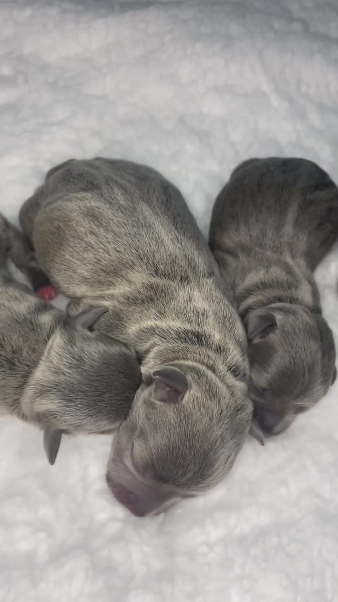 Staffordshire Bull Terrier dogs for sale: 6 stunning KC Staffordshire bull terrier puppy’s  - Video 1